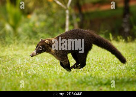 Weiße Nase Nasenbär - Nasua narica, bekannt als das coatimundi, Mitglied der Familie Procyonidae (Waschbären und ihre Verwandten). Lokale spanische Namen für Th Stockfoto