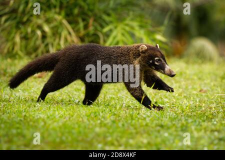 Weiße Nase Nasenbär - Nasua narica, bekannt als das coatimundi, Mitglied der Familie Procyonidae (Waschbären und ihre Verwandten). Lokale spanische Namen für Th Stockfoto
