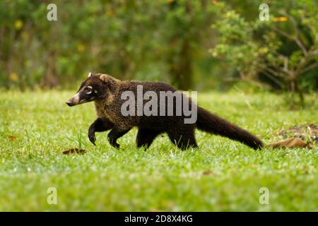 Weiße Nase Nasenbär - Nasua narica, bekannt als das coatimundi, Mitglied der Familie Procyonidae (Waschbären und ihre Verwandten). Lokale spanische Namen für Th Stockfoto