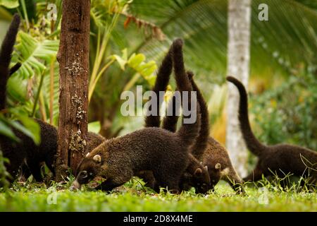 Weiße Nase Nasenbär - Nasua narica, bekannt als das coatimundi, Mitglied der Familie Procyonidae (Waschbären und ihre Verwandten). Lokale spanische Namen für Th Stockfoto