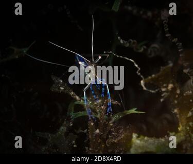 Pedersen Cleaner Shrimp (periclimenes pedersoni) beleuchtet den Longbay Tauchplatz am Riff, St Martin, Dutch Caribbean Stockfoto