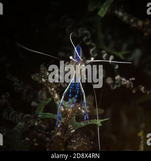 Pedersen Cleaner Shrimp (periclimenes pedersoni) beleuchtet den Longbay Tauchplatz am Riff, St Martin, Dutch Caribbean Stockfoto