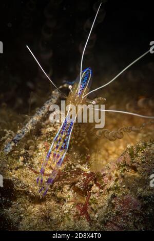 Pedersen Cleaner Shrimp (periclimenes pedersoni) beleuchtet den Longbay Tauchplatz am Riff, St Martin, Dutch Caribbean Stockfoto