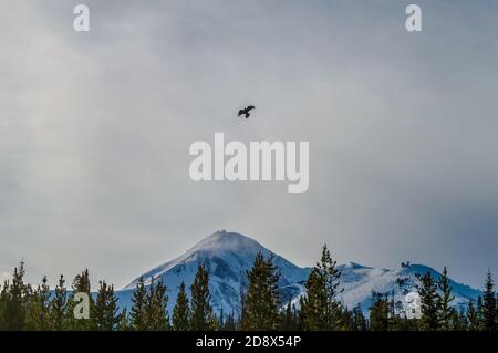 Krähe Über Snow Swept Lone Peak, Big Sky Montana Stockfoto