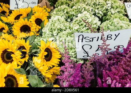 Blumen und Pflanzen zum Verkauf auf columbia Road Blumenmarkt In London Stockfoto