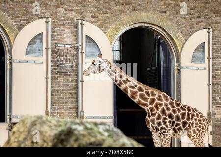 Wunderschöne Giraffe im ZSL London Zoo Stockfoto