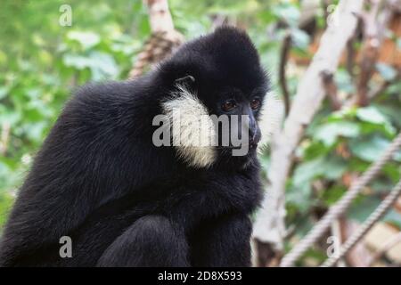 Nahaufnahme eines nordweißen, wangenfarbenen Gibbon-Affen Stockfoto