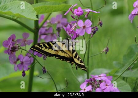 Ein Monarch Schmetterling sitzt auf einer rosa Blume mit anderen rosa Blüten ist um sie herum. Stockfoto