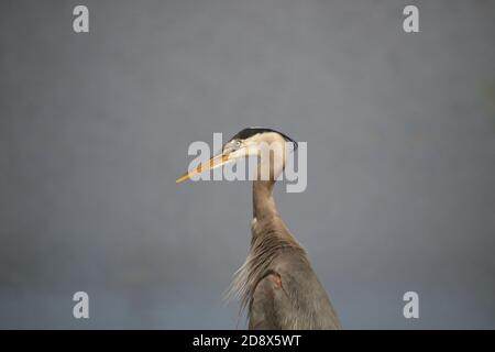 Ein großer blauer Reiher, der mit einem grauen Hintergrund posiert Stockfoto
