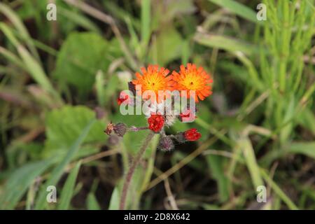 Zwei orangefarbene Blüten mit roten Blütenknospen, teilweise geöffnet mit grünen Blättern und Gras im Hintergrund. Stockfoto