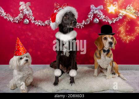Hunde verkleidet in einer Weihnachtsstimmung, mit Fliege Hüte und Accessoires Stockfoto