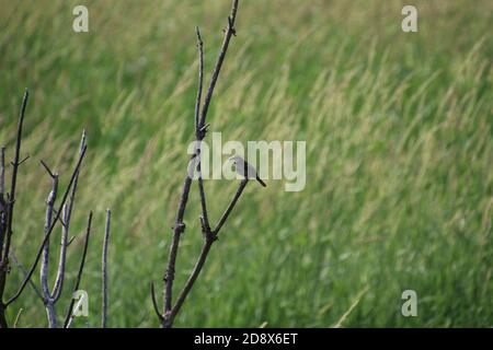 Ein Singspatzen, der auf einem Ast mit einem Gras sitzt Wiese im Hintergrund Stockfoto