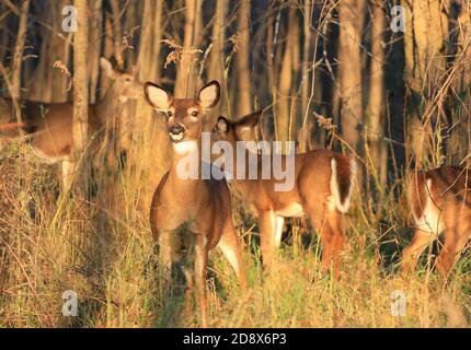 Hirsch in den Wald am späten Nachmittag, Boucherville-Inseln, Quebec, Kanada Stockfoto