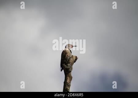 Ein nördliches Flimmern auf einem Baumstumpf mit einem thront Grauer Himmel im Hintergrund Stockfoto