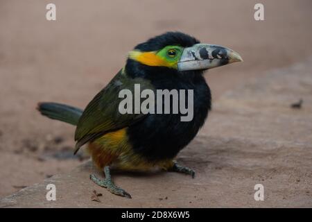 Araçari-poca, schöner brasilianischer tropischer Vogel Stockfoto