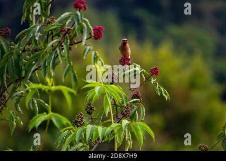 Ein Zedernwachsflügel, der auf einem Zweig über einem Bündel thront Von roten Beeren mit einem im Mund Stockfoto