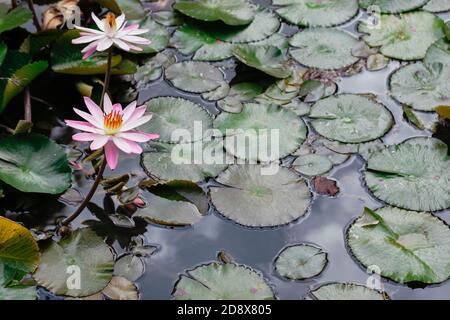 Ansicht Aufnahme einer schönen voll blühenden weißen Lotuslilie Blume in einem Teich Stockfoto