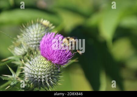 Eine Hornisse, die versucht, zur gleichen purpurnen Distel zu gehen Blühen, um als Biene zu bestäuben Stockfoto