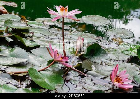 Ansicht Aufnahme einer schönen voll blühenden weißen Lotuslilie Blume in einem Teich Stockfoto