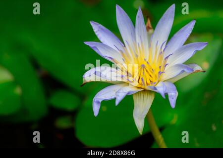 Selektive Fokusaufnahme eines wunderschönen, vollständig blühenden weißen Lotus lily Blume in einem Teich Stockfoto