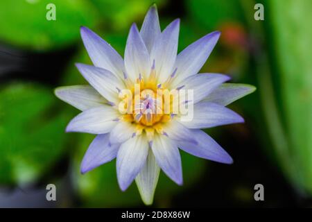 Selektive Fokusaufnahme eines wunderschönen, vollständig blühenden weißen Lotus lily Blume in einem Teich Stockfoto