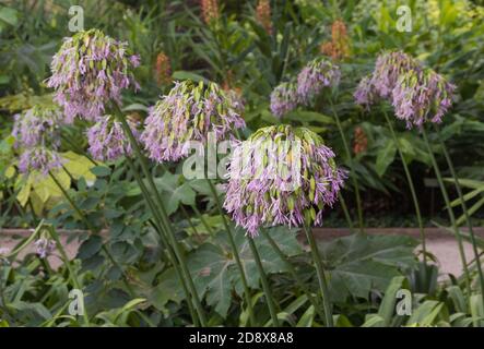 Agapanthus praecox. Schöne und zarte Nillilac in Blüte Stockfoto