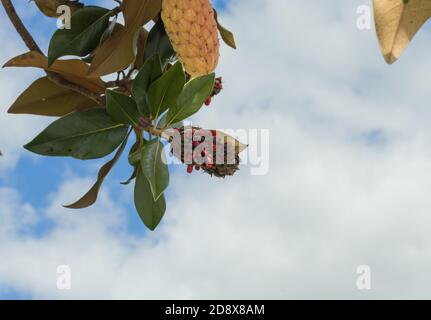 Magnolienfrucht auf dem Baum, von unten gesehen Stockfoto