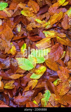 Herbstlicher Urlaub auf dem Vorratboden in Pocono Mountsains in Pennsylvania, USA Stockfoto