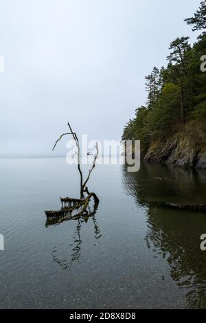 Ein verankertes Boot, umrahmt von schwimmenden Treibholz in Watmough Bay auf Lopez Island, Washington, USA Stockfoto