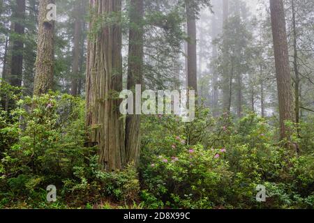 Nebliger Tag in Del Norte Coast Redwoods State Park und Blühende rosa Rhododendren erhellen den Wald Stockfoto