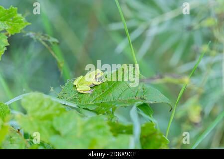 Grauer Baumfrosch (Hyla versicolor), Ost-USA, von Dominique Braud/Dembinsky Photo Assoc Stockfoto