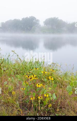 Nebliger Morgen, Black-Eyed Susans (Rudbeckia hirta), Empire Lake, Minnesota, USA, von Dominique Braud/Dembinsky Photo Assoc Stockfoto