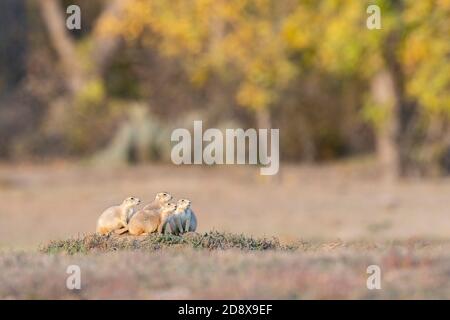 Familie Schwarzschwanz Präriehunde in den (Cynomys ludovicianus), Theodore Roosevelt NP, N. Dakota, USA, von Dominique Braud/Dembinsky Photo Assoc Stockfoto