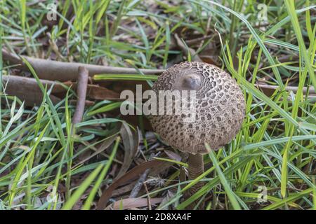 Pilz Sonnenschirm macrolepiota procera und grünes Gras im Wald Stockfoto