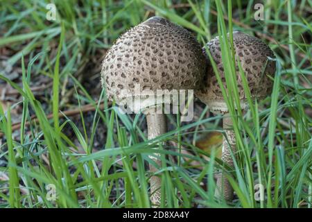 Parasolpilze wachsen im Wald zwischen dem Gras Stockfoto