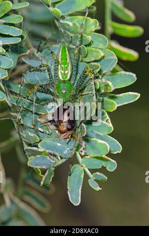 Grüne Luchsspinne (Peucetia viridans), die sich von Beute ernährt Stockfoto