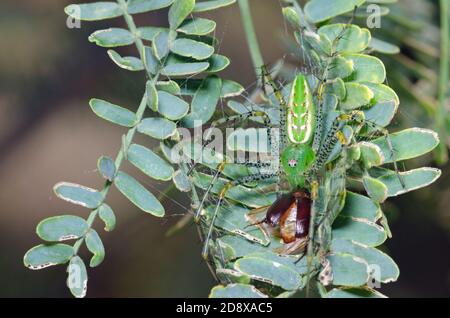 Grüne Luchsspinne (Peucetia viridans), die sich von Beute ernährt Stockfoto