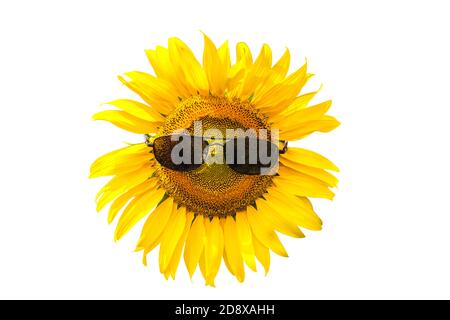 Lächelnde Sonnenblume trägt schwarze Sonnenbrille isoliert auf weißem Hintergrund.gespeichert mit Clipping Pfad. Stockfoto