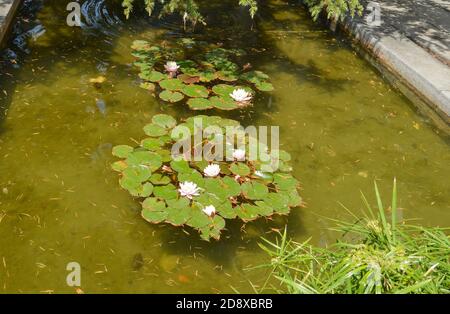 Künstlicher Teich im Park mit blühenden Lilien Stockfoto