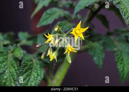 Makroansicht der gelben Tomatenblüten im Frühling Stockfoto