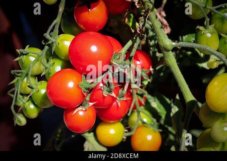 Nahaufnahme einer Traube roter Tomaten auf der Rebe Im Garten Stockfoto