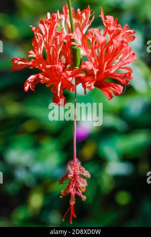 Vertikale Nahaufnahme eines roten Hibiskus schizopetalus Stockfoto