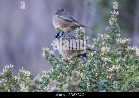 Weiß gekrönte Sperlinge (Zonotrichia leucophrys) in einem Busch südlich von San Francisco. Stockfoto