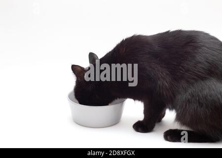 Schwarze Katze frisst von einem grauen Teller auf weißem Hintergrund. Die Katze hat Mittagessen Stockfoto