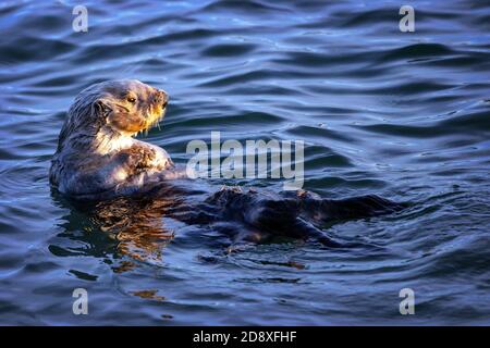 Eine Seeotter (Enhyda lutris) blickt auf den Sonnenaufgang im Elkhorn Slough, Moss Landing, Kalifornien Stockfoto