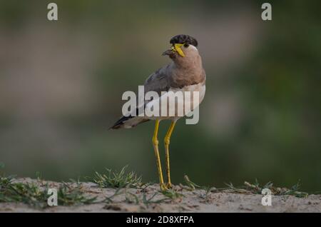 Ein gelber Kiebitz, Noida, Uttar Pradesh, Indien- JSeptember 11, 2019: Ein warmer gelber Kiebitz Vanellus malabaricus, der sein Nest bewacht. Stockfoto