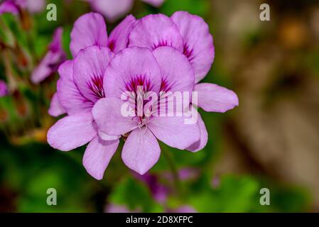 Zartrosa Königliche Pelargonium Blume Geranium royalrosa. Stockfoto