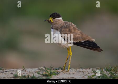 Ein gelber Kiebitz, Noida, Uttar Pradesh, Indien- 11. September 2019: Ein gelber Kiebitz Vanellus malabaricus, der sein Nest bewacht. Stockfoto