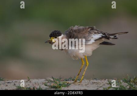 Gelber Kiebitz Noida, Uttar Pradesh, Indien- 11. September 2019: Ein junger gelber Kiebitz Vanellus malabaricus, der sein Nest bewacht. Stockfoto