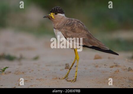 Ein gelber Kiebitz, Noida, Uttar Pradesh, Indien- 11. September 2019: Ein warmer gelber Kiebitz, Vanellus malabaricus, der sein Nest bewacht. Stockfoto